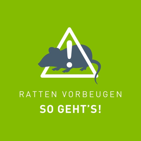 Ratten fühlen sich dort wohl, wo sie Nahrung und V ...