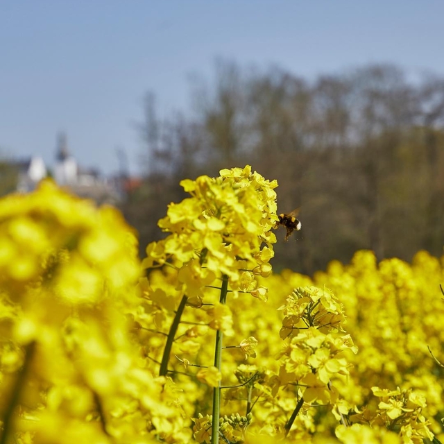 Frühlingsanfang – Willkommen, neue Energie! ??
Di ...