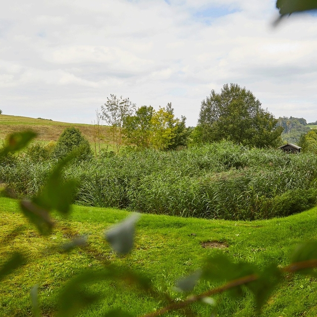 Pflanzen ? können viel bewirken. Das ist bekanntli ...