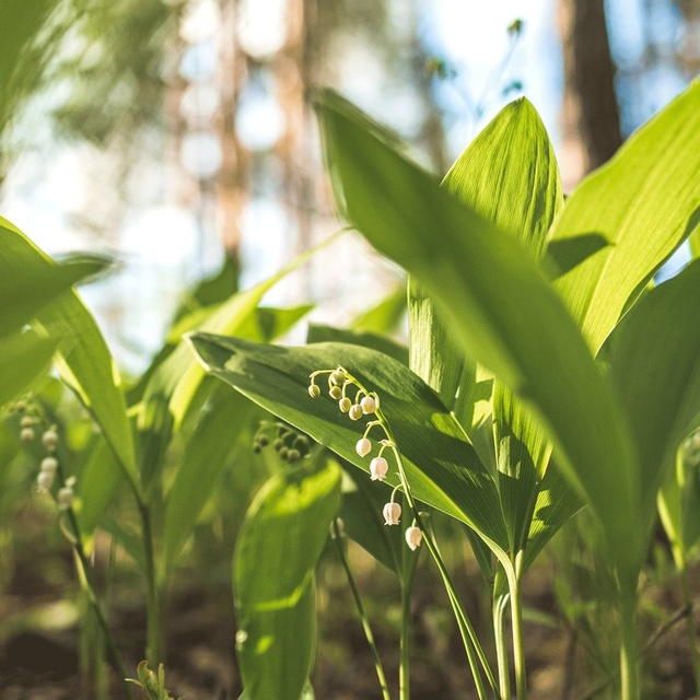 Man hört öfter mal was über die Eisheiligen. ❄Aber ...