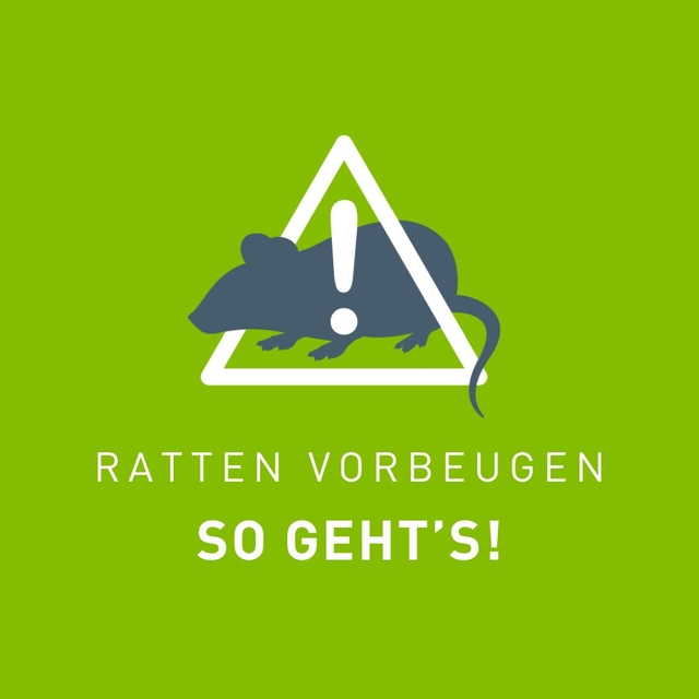 Ratten fühlen sich dort wohl, wo sie Nahrung und V ...