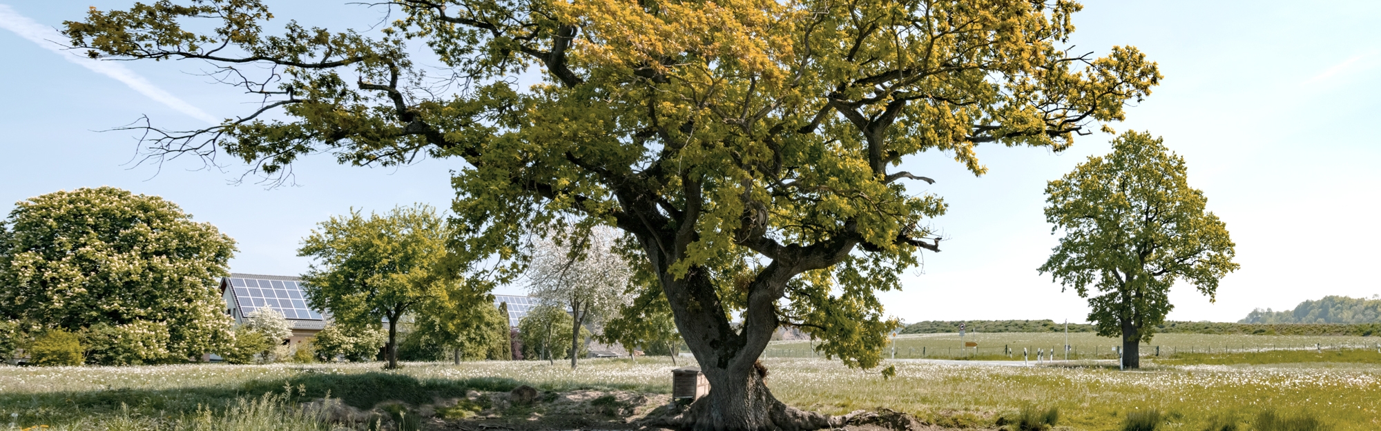 Baum auf Wiese vor Wasserpfütze. Im Hintergund ein Haus mit PV-Anlage