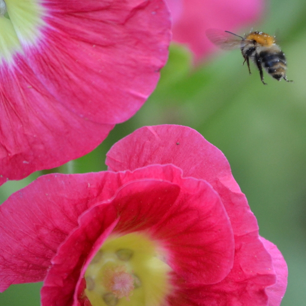 Heute ist Weltbienentag! 🌼🐝
Bienen sind echte All ...