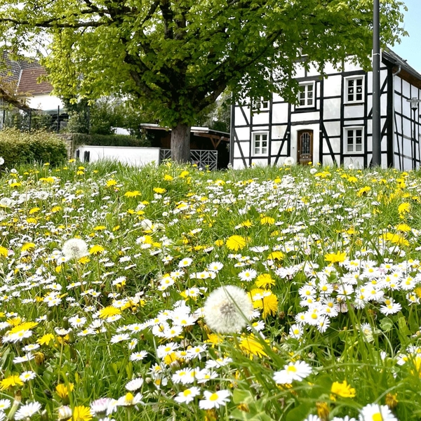 Sonne, blauer Himmel und wildes Vogelgezwitscher.  ...